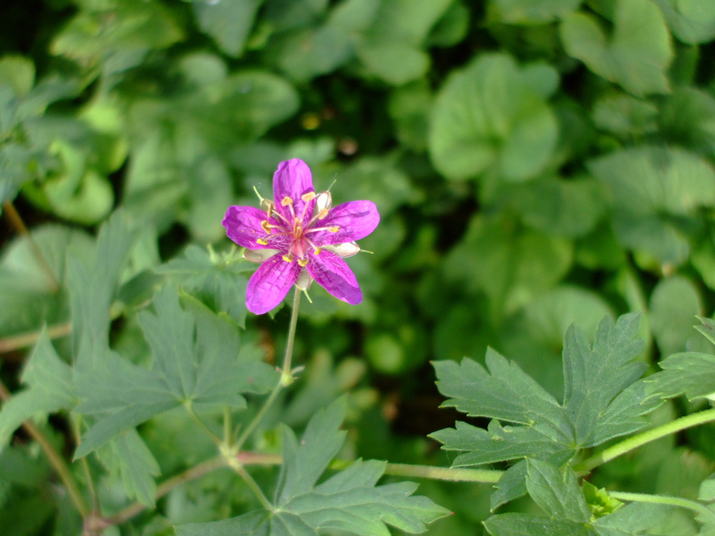 Geranium caespitosum
